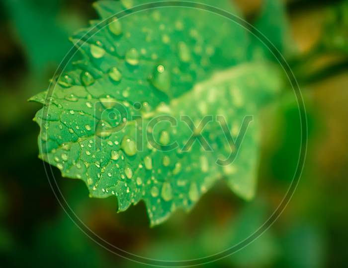 Green leaf with fress water drops