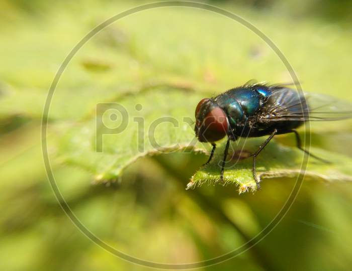 Pest fly