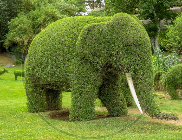 Elephant Shape Decorated Plant In An Garden.