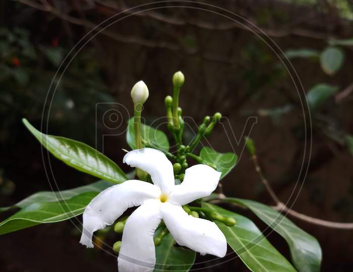 White flower.