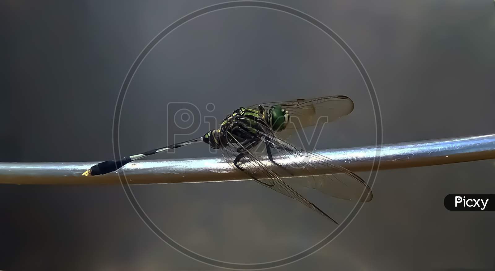 Greenish shaded dragonfly