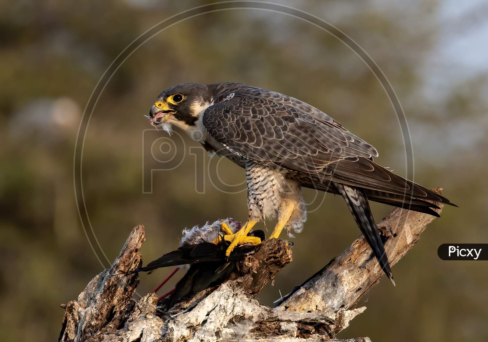 Peregrine falcon tearing its prey apart