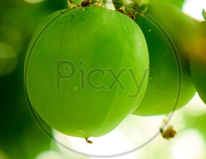 Round fruit image