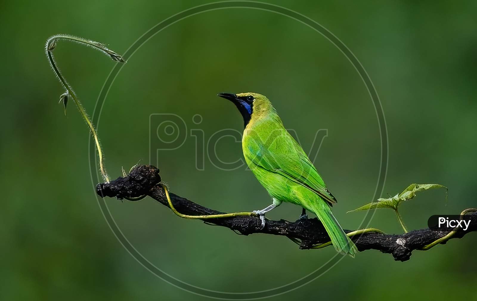 monsoon green leaf bird