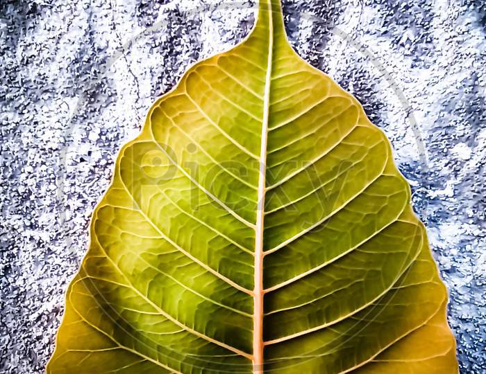 The pipul leaf