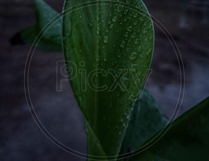 Plant photography