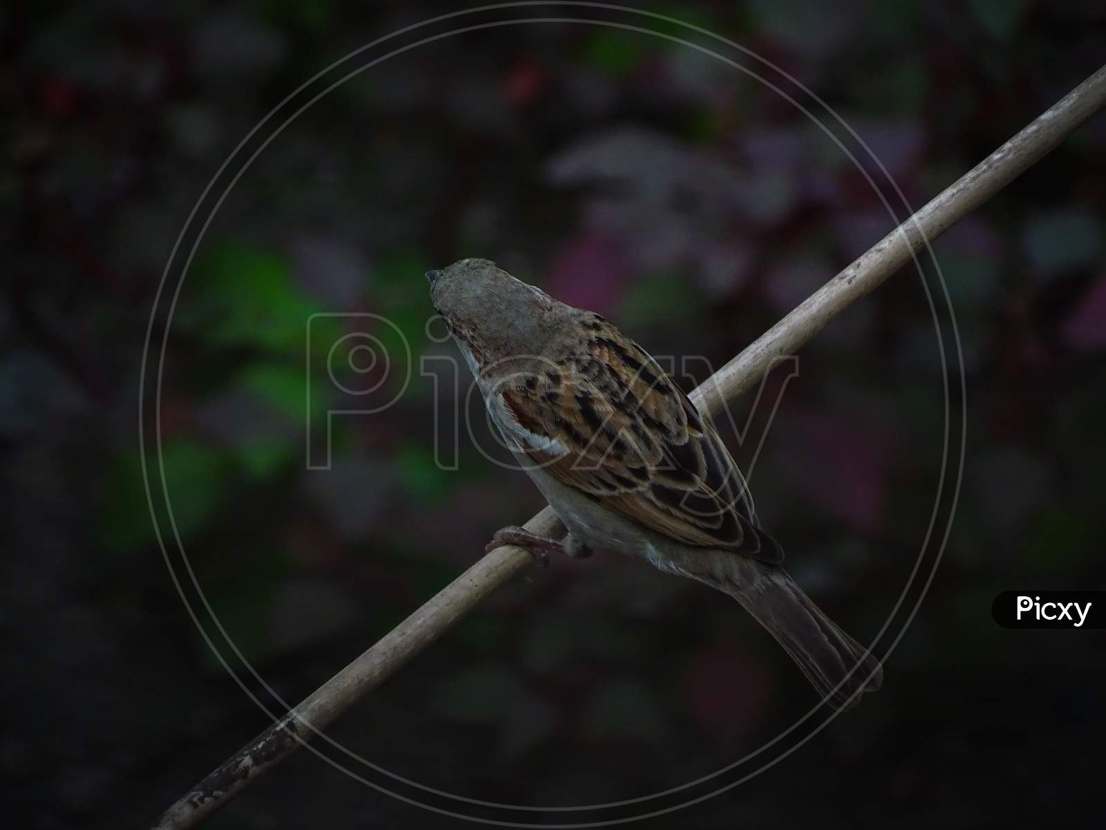 Sparrow, male sparrow