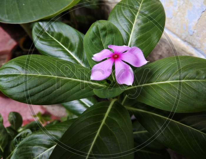 Catharanthus roseus, commonly known as bright eyes, Cape periwinkle, graveyard plant, Madagascar periwinkle, old maid, pink periwinkle, rose periwinkle, is a species of flowering plant