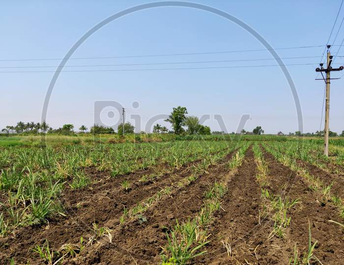 Sugarcane Field With A Electricity Pole And Blue Sky