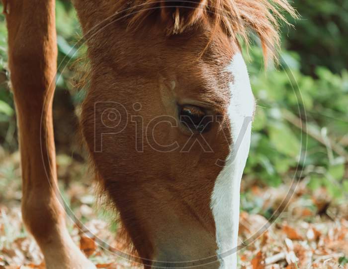 Cute Horse Eating Grass During Autumn In The Forest