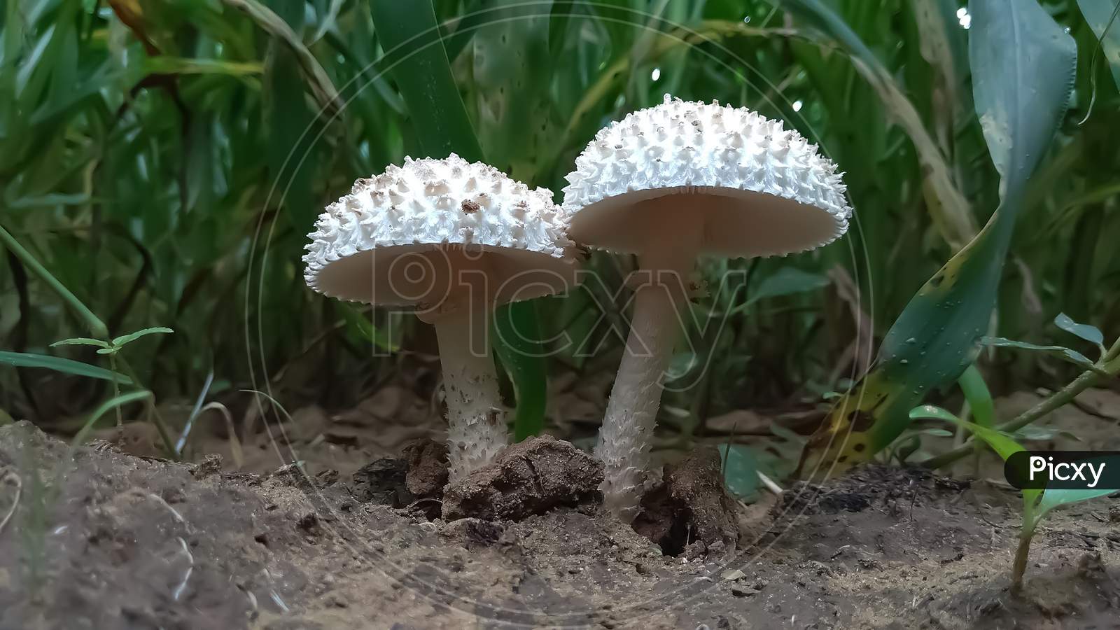 Couple of mushroom