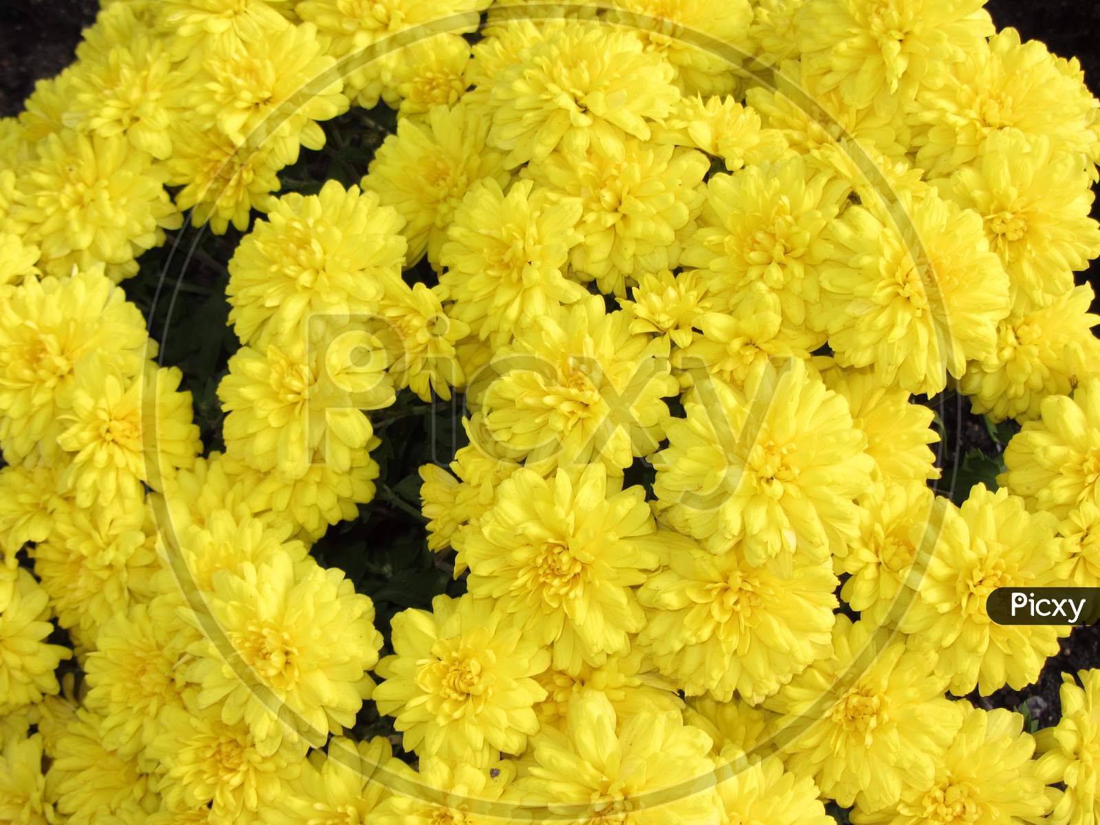 Yellow zinnia flower