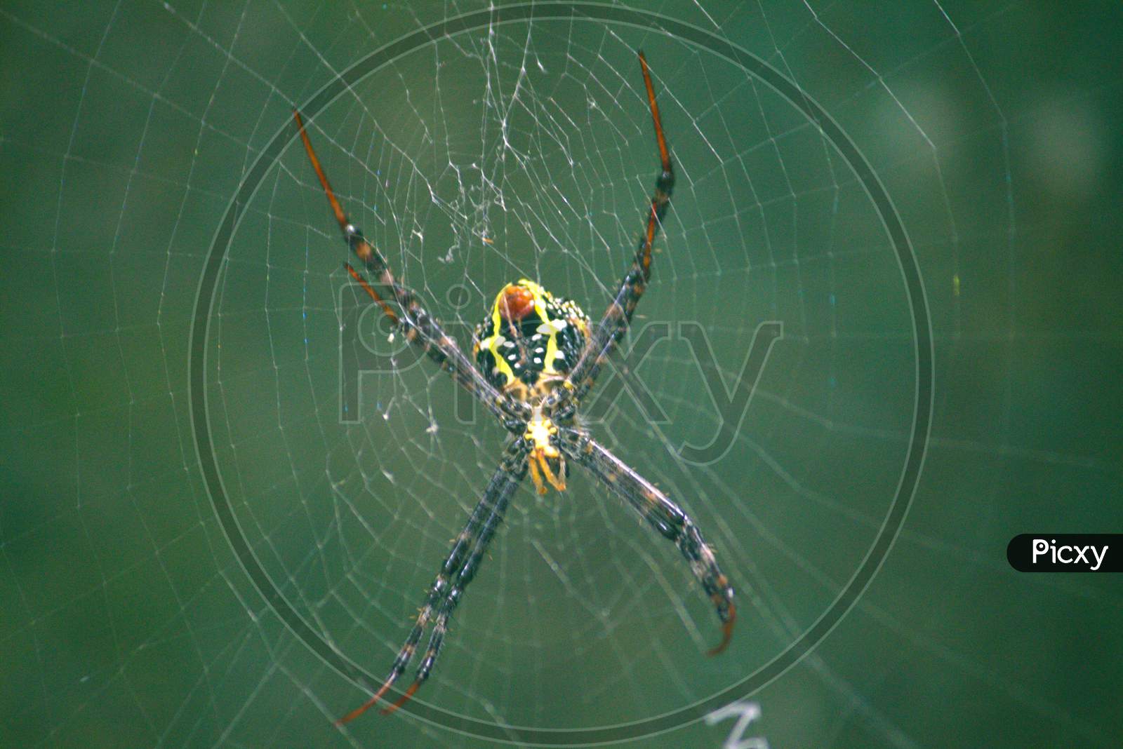 Spider in the Web