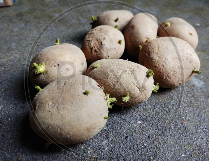 The potato is a root vegetable native to the Americas, a starchy tuber of the plant Solanum tuberosum, and the plant itself is a perennial in the nightshade family, Solanaceae