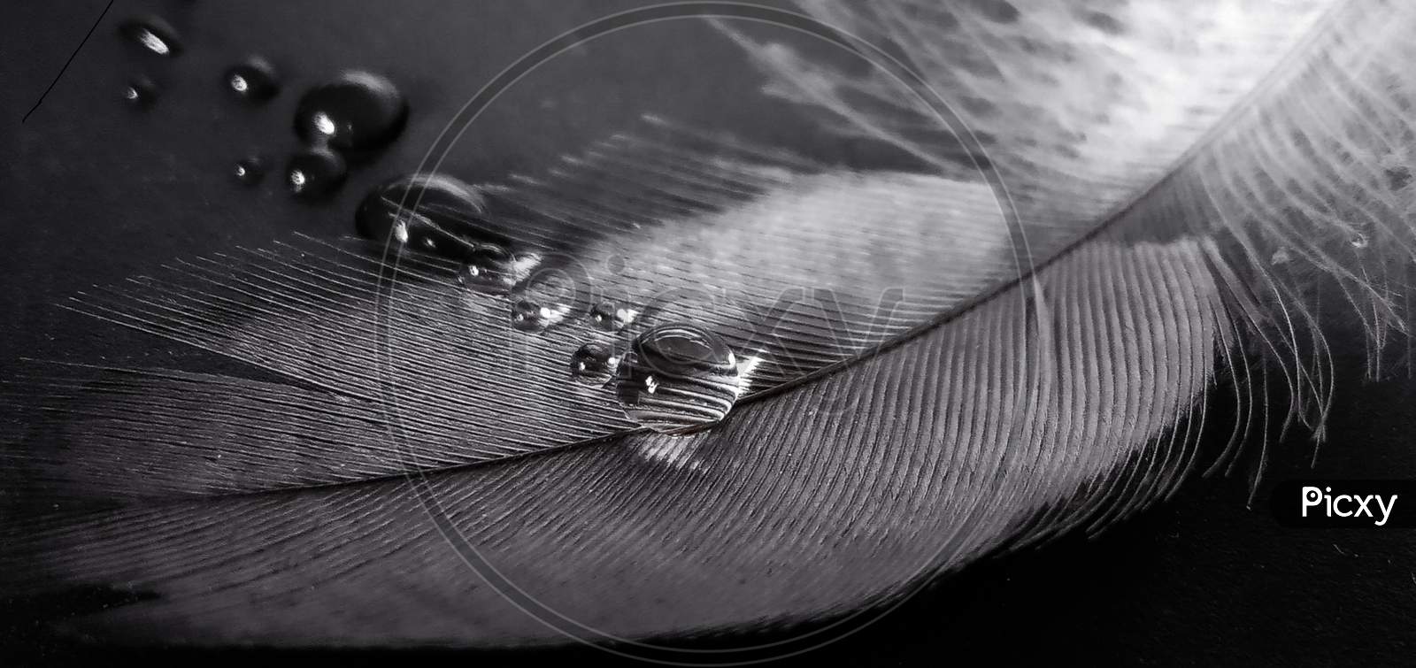 Water droplet macro photography
