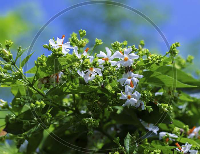 selective focus of Night-flowering jasmine,Indian name is sheuli flower.