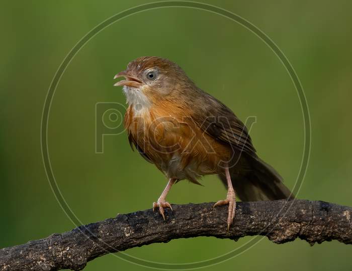 Tawny bellied babbler on a rainy day
