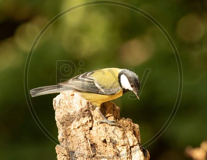 Great Tit, Parus Major, Perched On Tree Stump With Green Bokeh Background