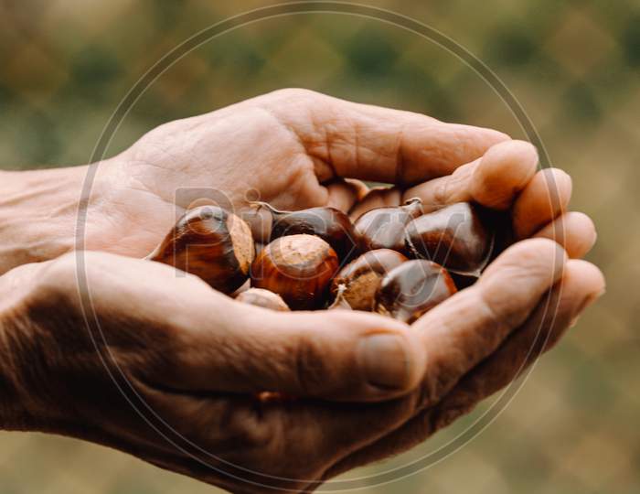 Old Hands Grabbing A Lot Of Chestnuts With Copy Space