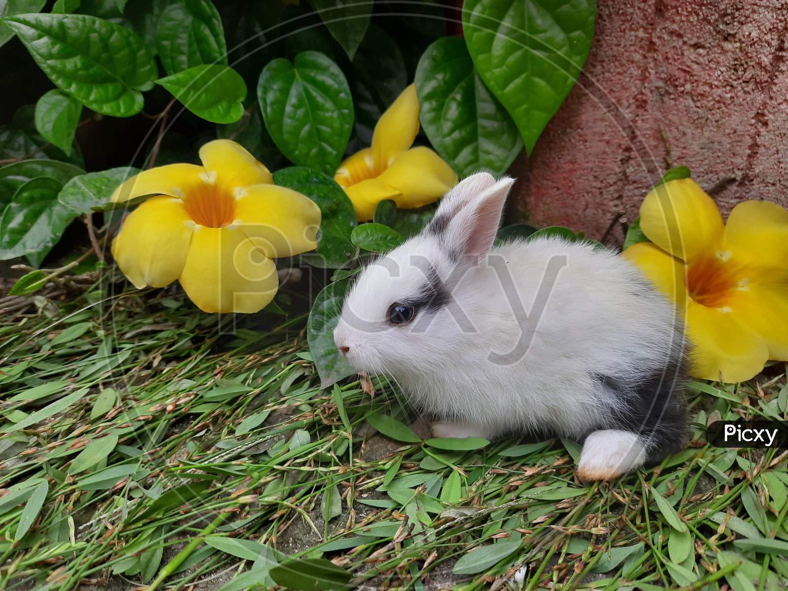 Little rabbit, bunny