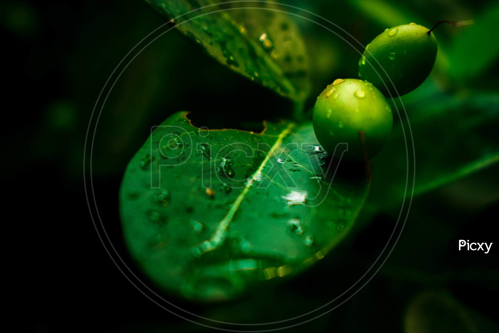 Fruits On The leaf With Water Drops