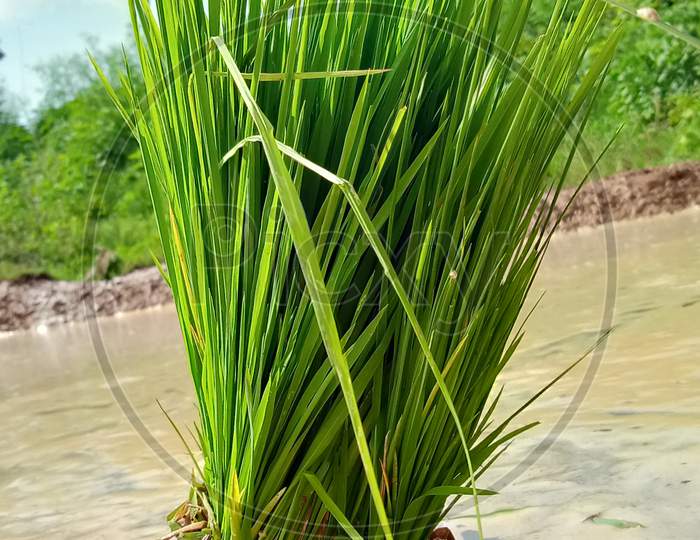 Bunch of rice plants