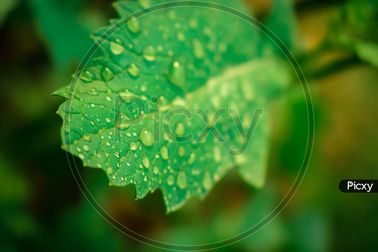 Green leaf with fress water drops