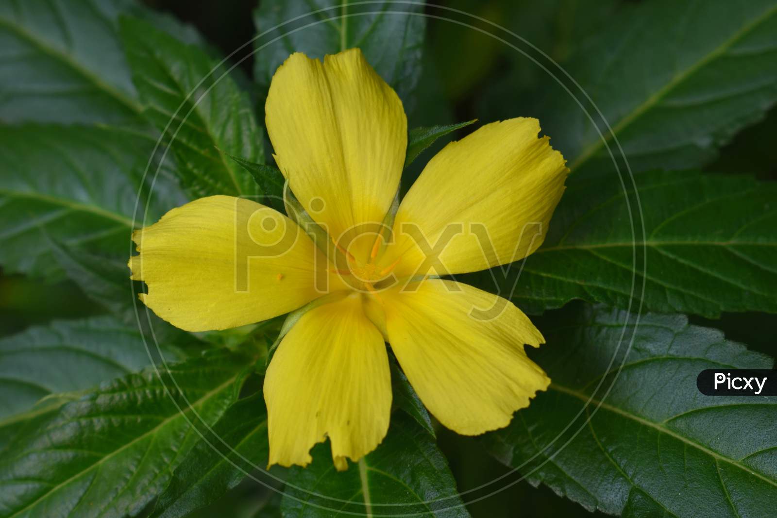Beautiful Close up Yellow Flower
