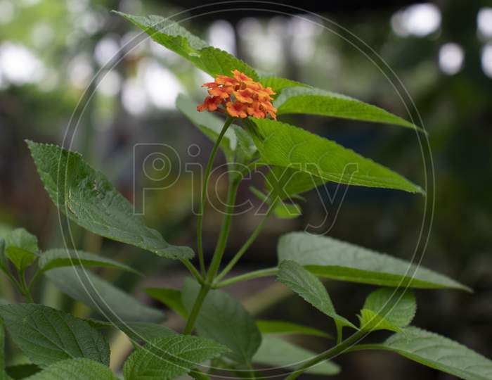 Lantana Camara Is A Species Of Flowering Plant
