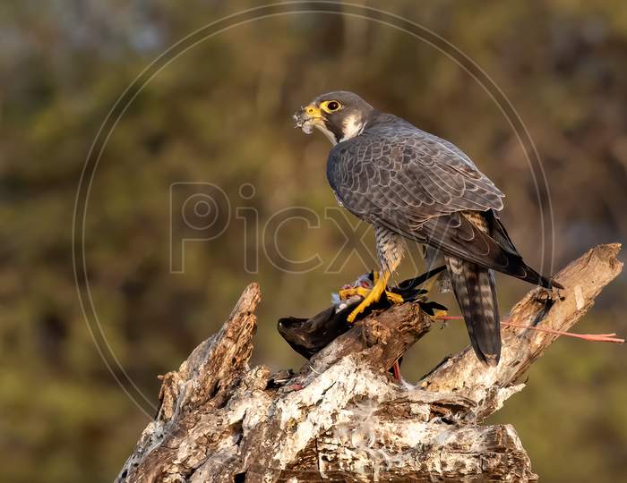 Peregrine falcon tearing its prey apart