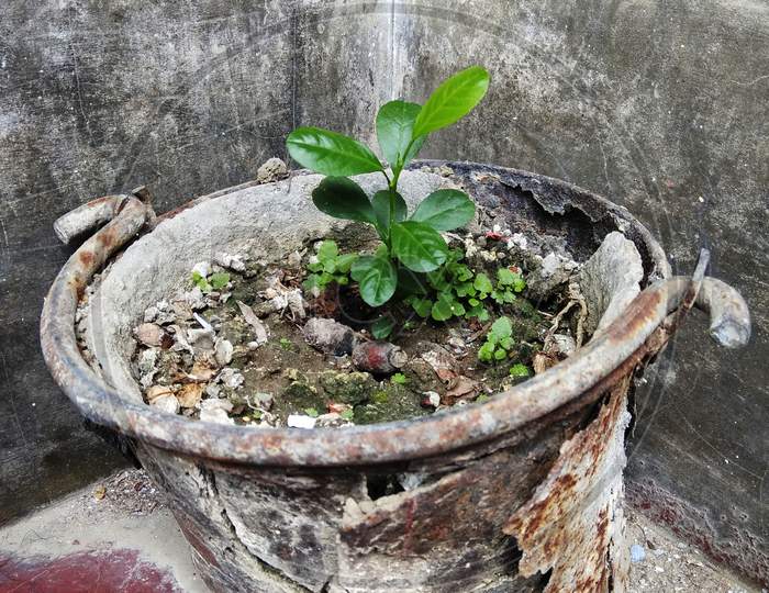 Growing lemon plant in a old rusty bucket