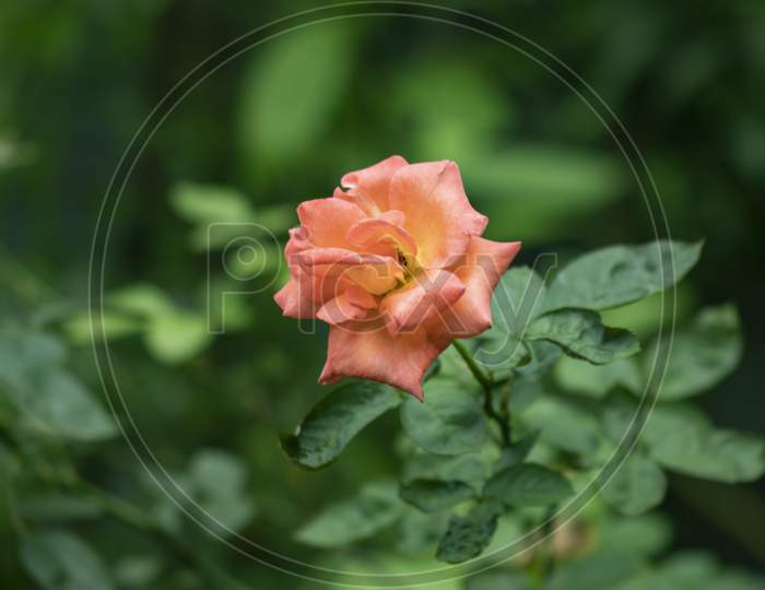 A Pink Rose Symbol Of Love For All