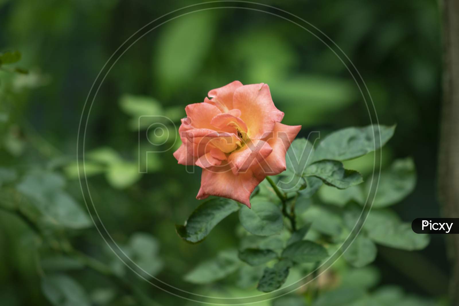 A Pink Rose Symbol Of Love For All