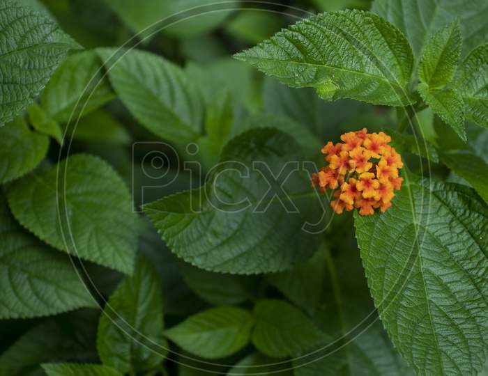 West Indian Lantana Camara Is A Species Of Flowering Plant