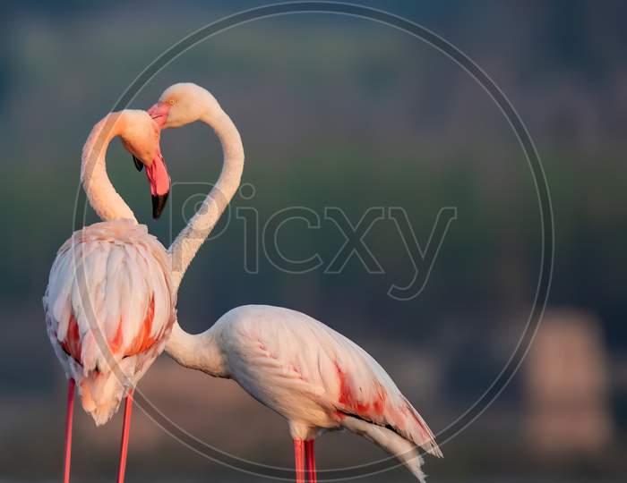 little hearts - greater flamingo