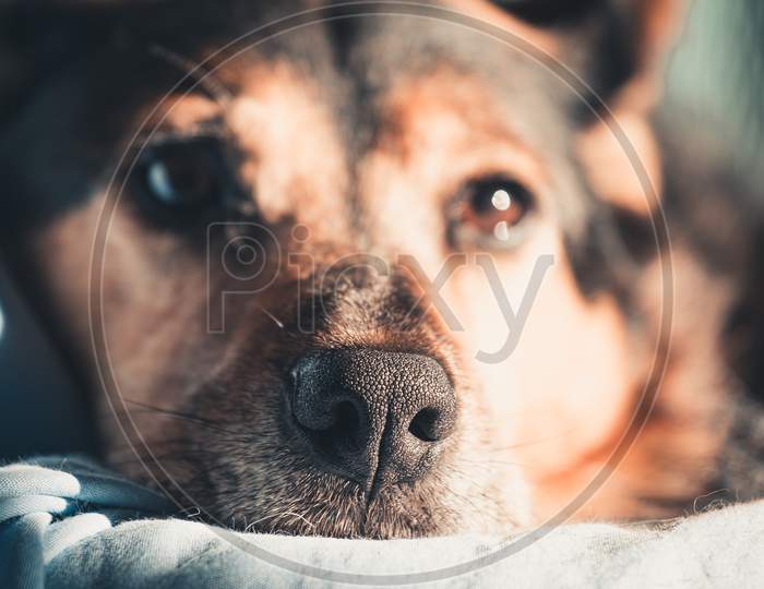 Nose Of A Bored Dog Resting Over A Sofa While The Sun Reflects On Him With Copy Space