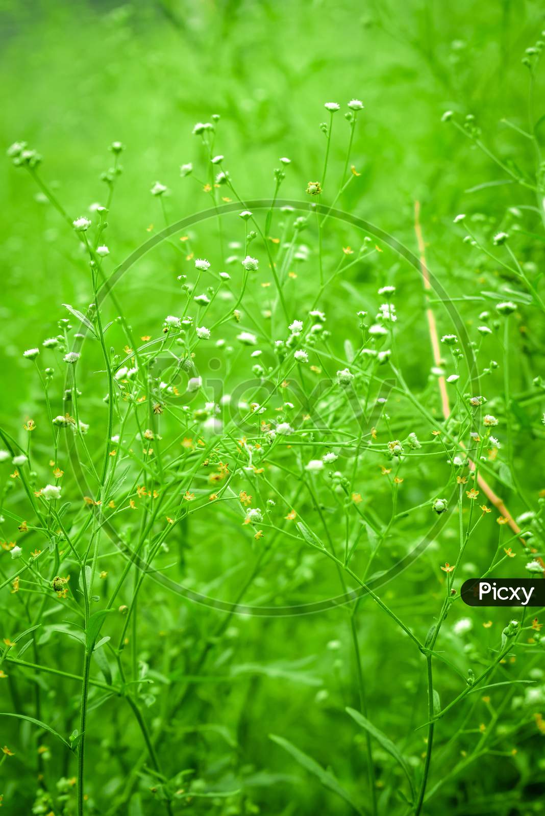 Green grass with small white flowers.