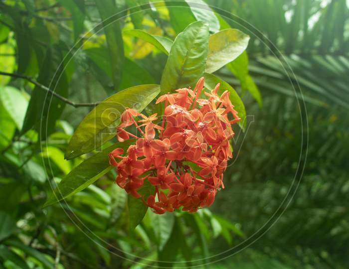 Rangoon Flower Or Ixora Plant In The Garden
