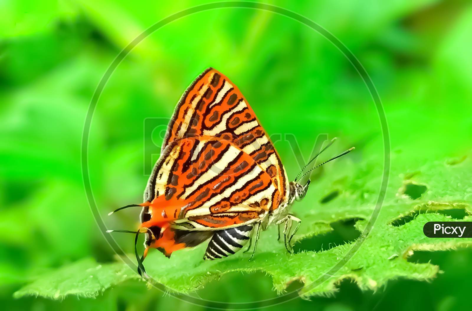 Beautiful Various Colourful Butterfly in Green Garden