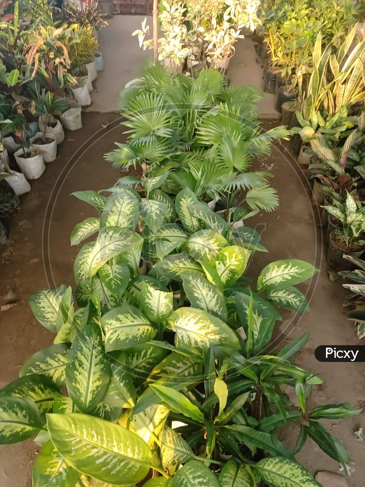 Beautiful plants gallery
