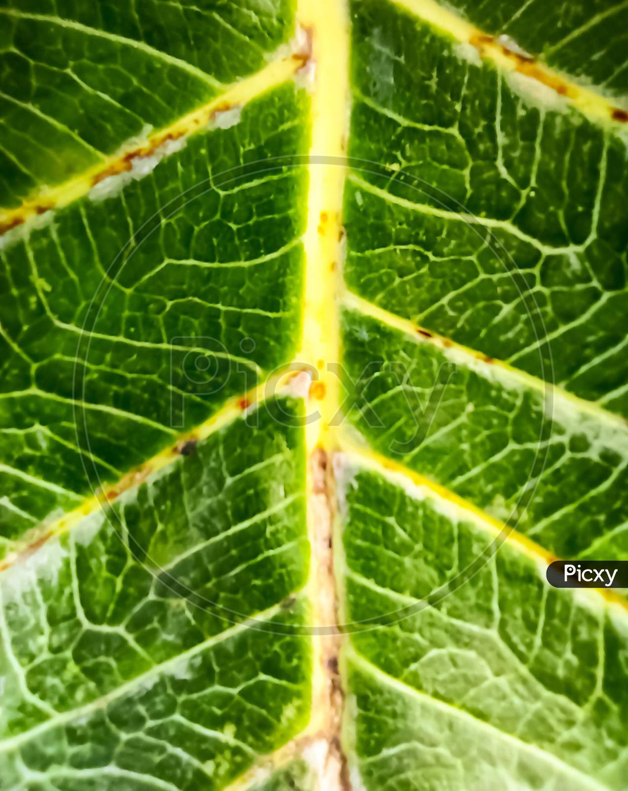The green leaf veins