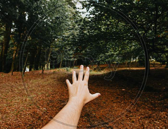 Inspiring Wide Angle Shot Of A Hand In The Middle Of The Forest During An Autumnal Day With A Lot Of Fallen Leaves And Green Trees