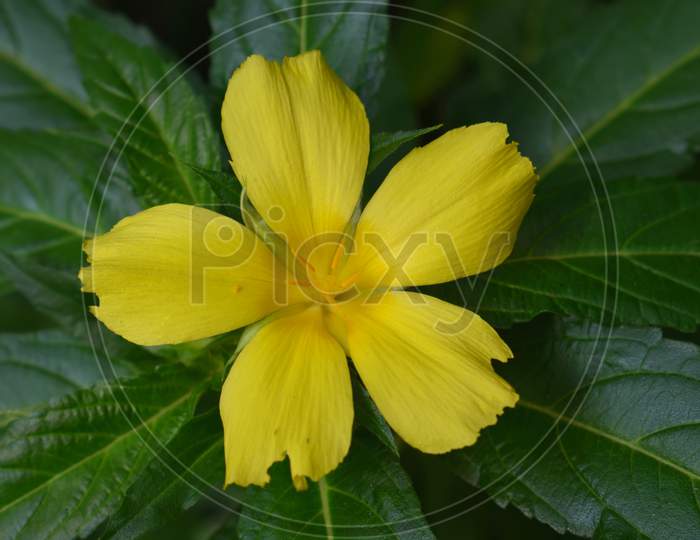 Beautiful Close up Yellow Flower