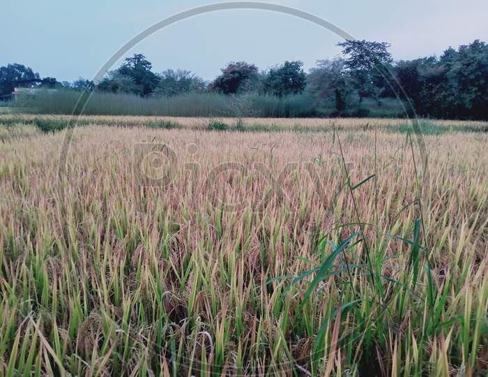 In Village Rice farming