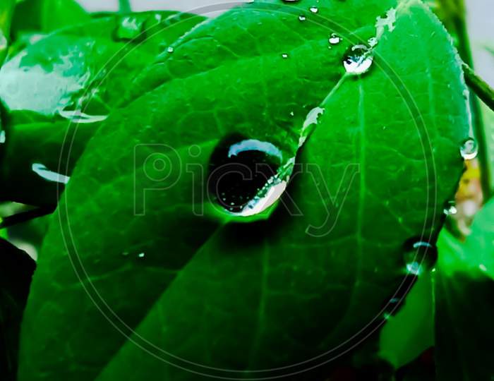 The water Drop on leaf
