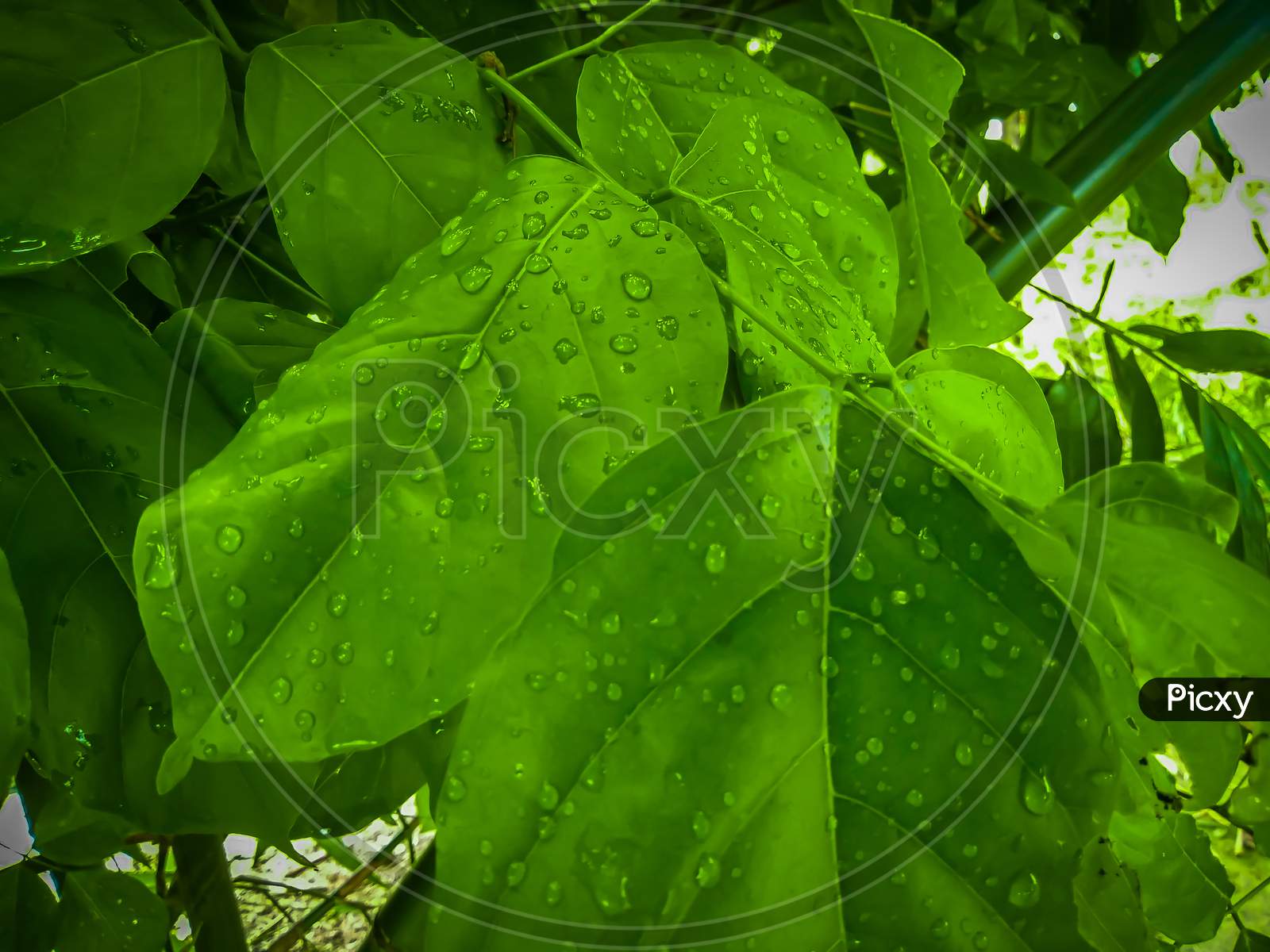 Watering leaf