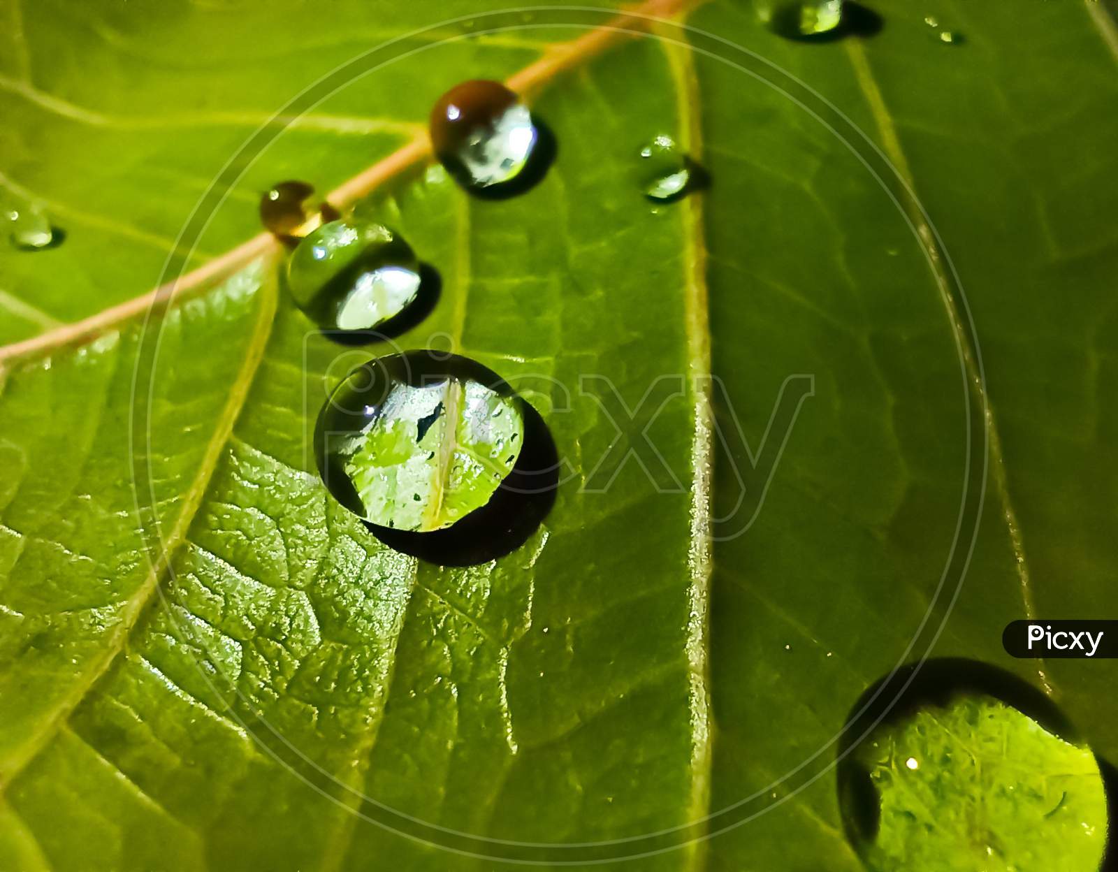The water droplets