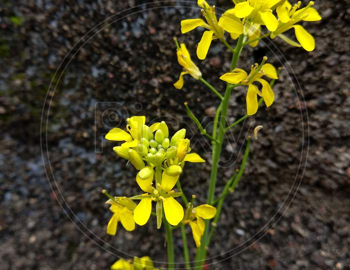 Mustard plant×Remove Yellow×Remove Flowering plant