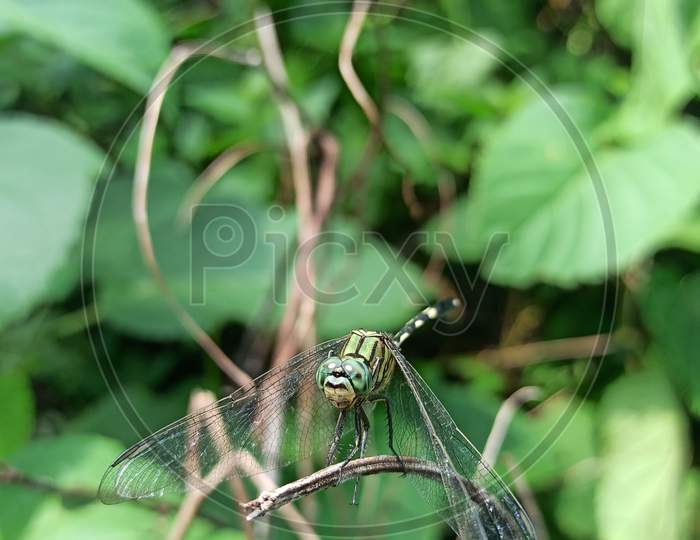 A dragon fly looking for its food , insect on a branch