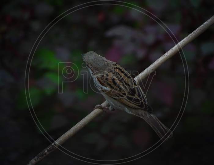 Sparrow, male sparrow